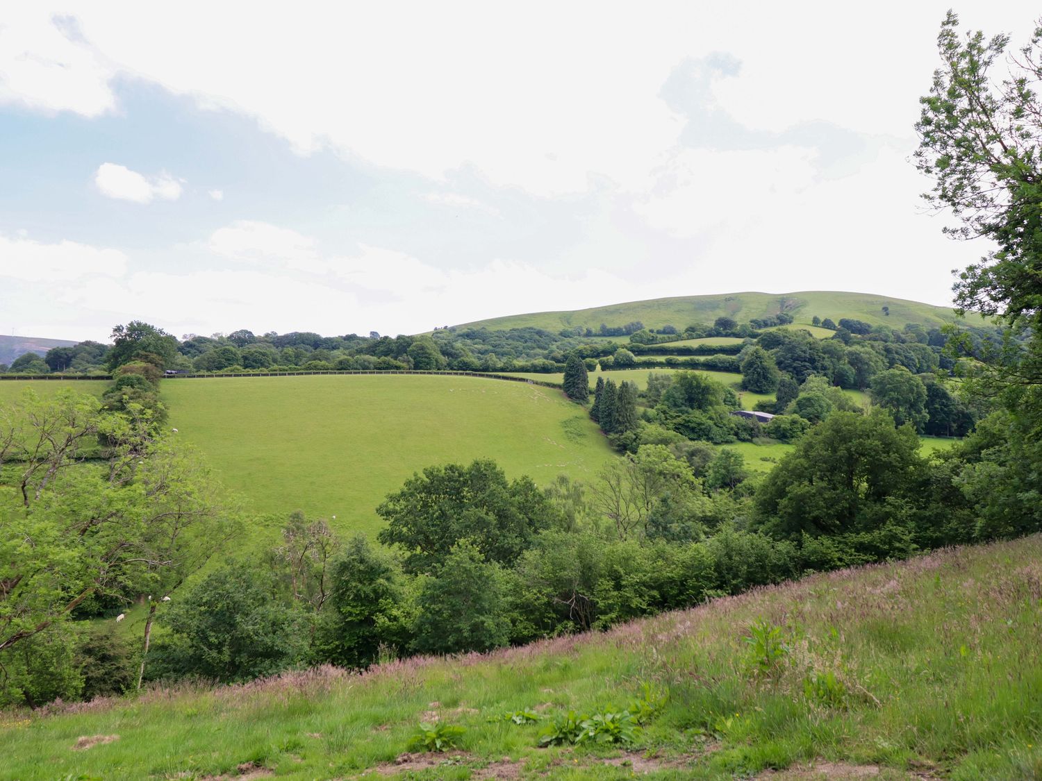 The Owlet, Llanidloes