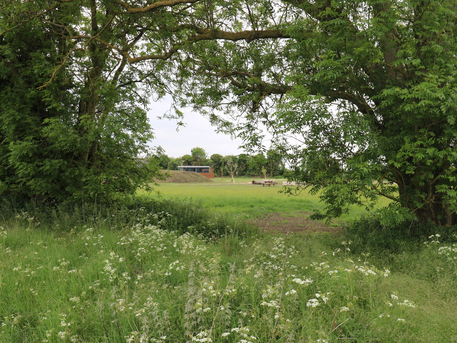 Barn Owl, Bottisham