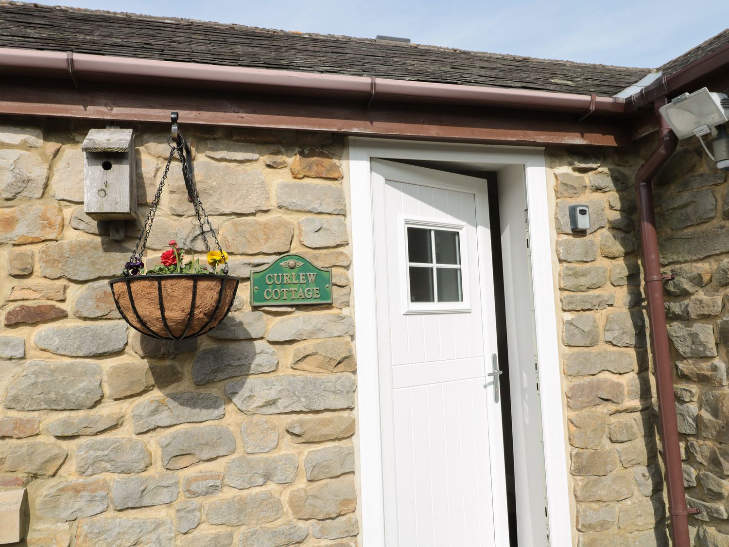 Curlew,  Northumbria