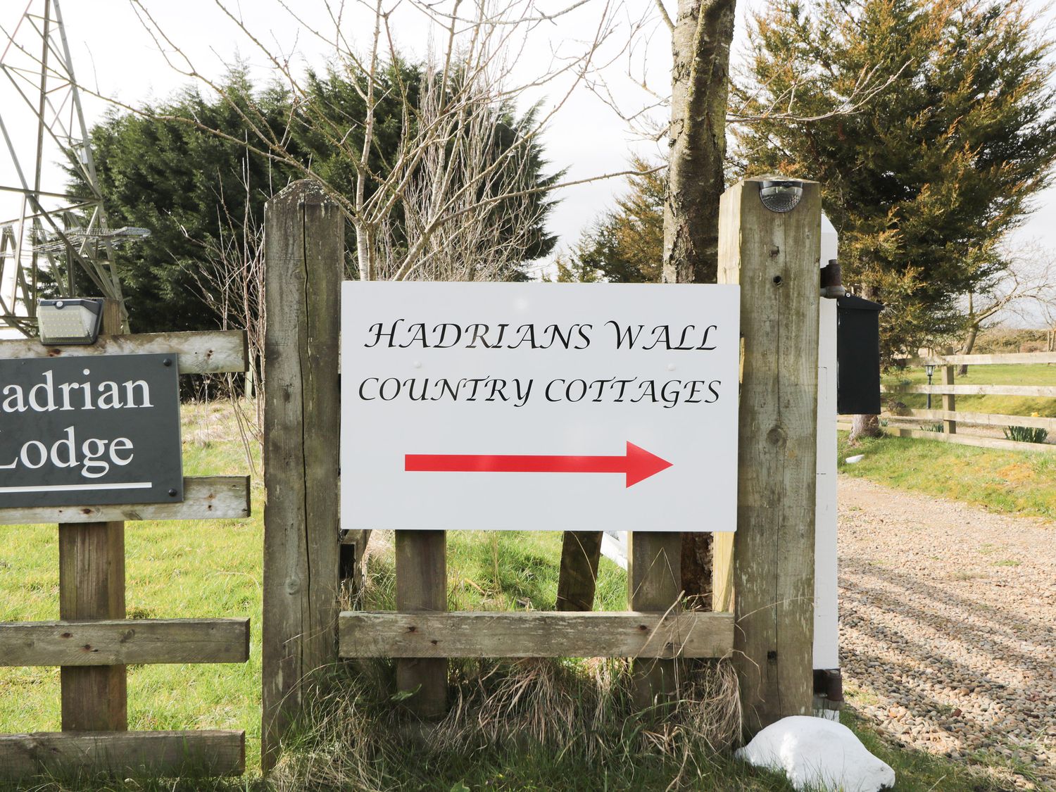 Curlew,  Northumbria