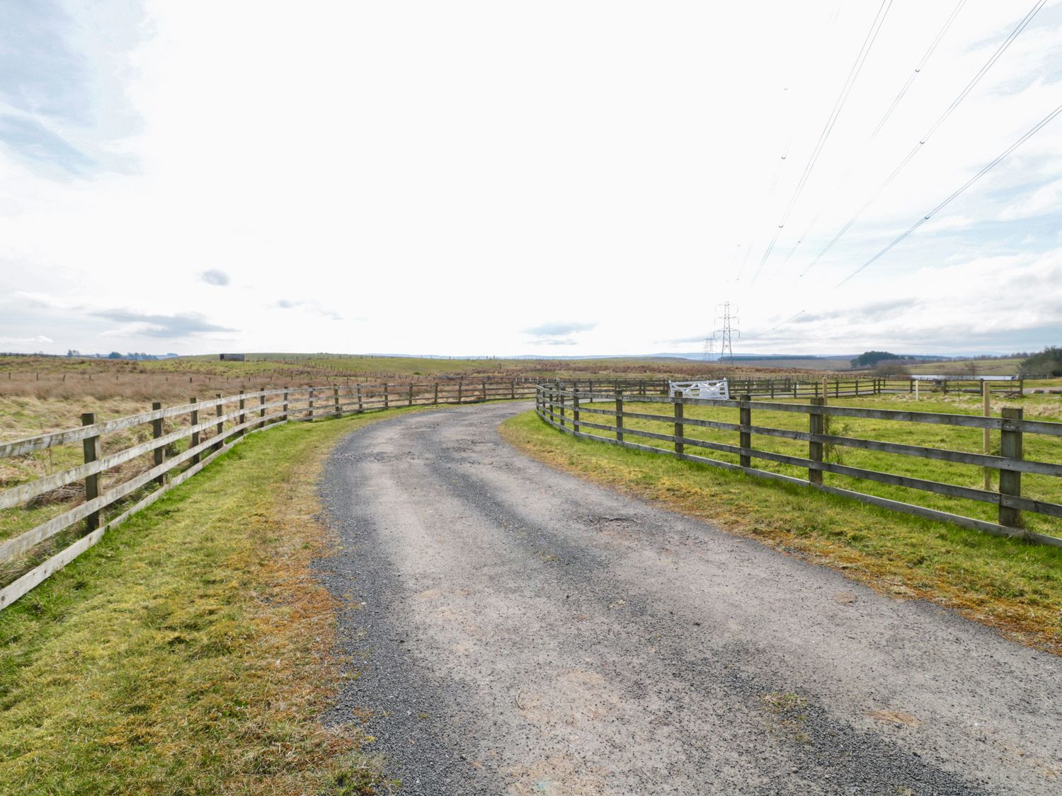 Curlew,  Northumbria