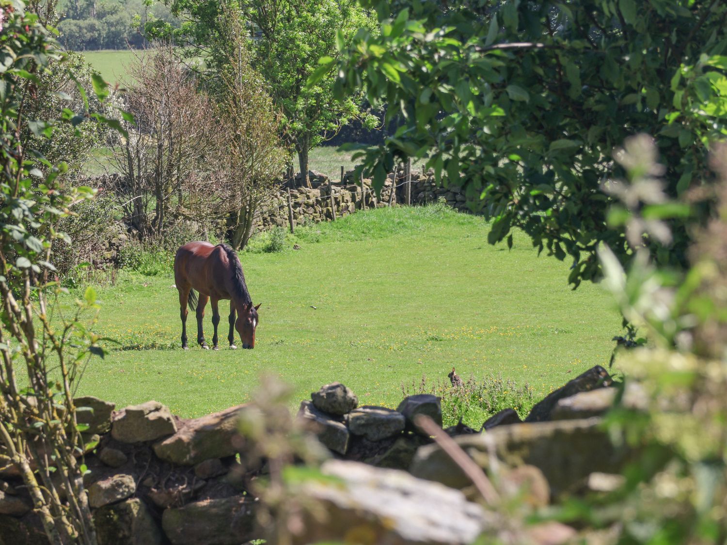 Daffodil Cottage, North York Moors And Coast