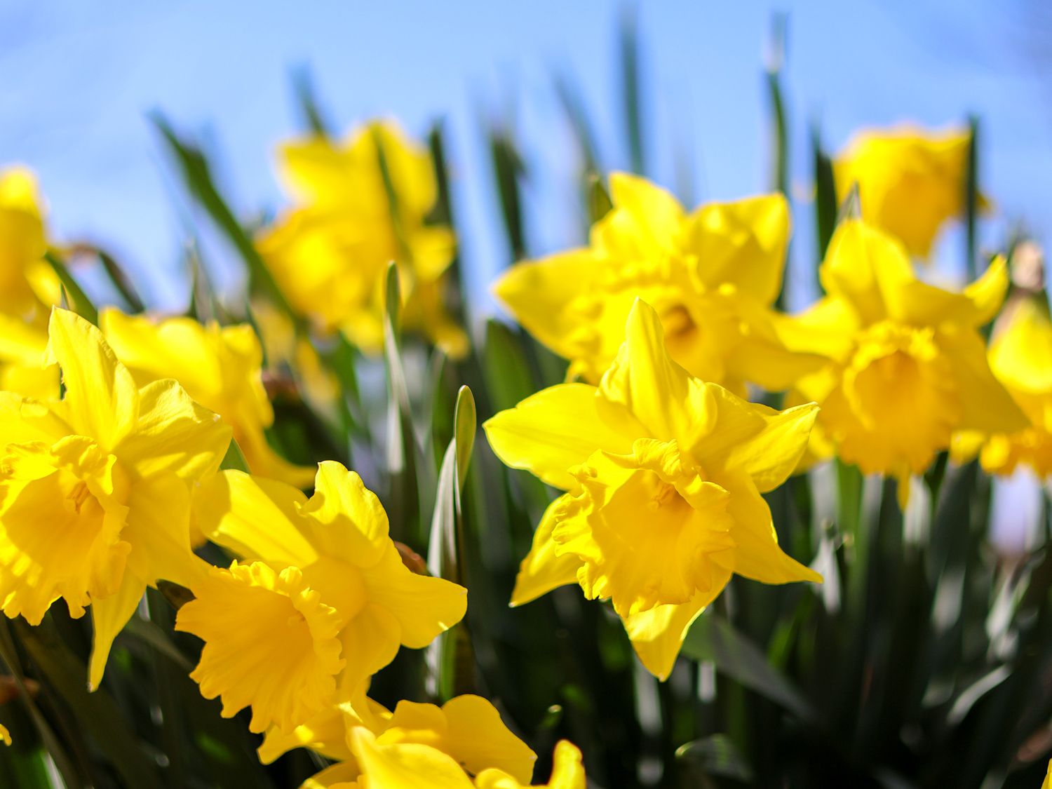 Daffodil Cottage, North York Moors And Coast