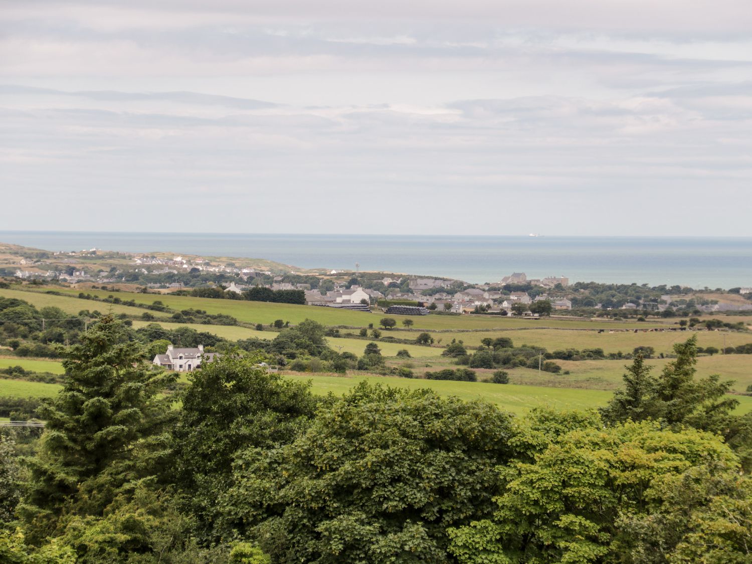 Oak, Wales