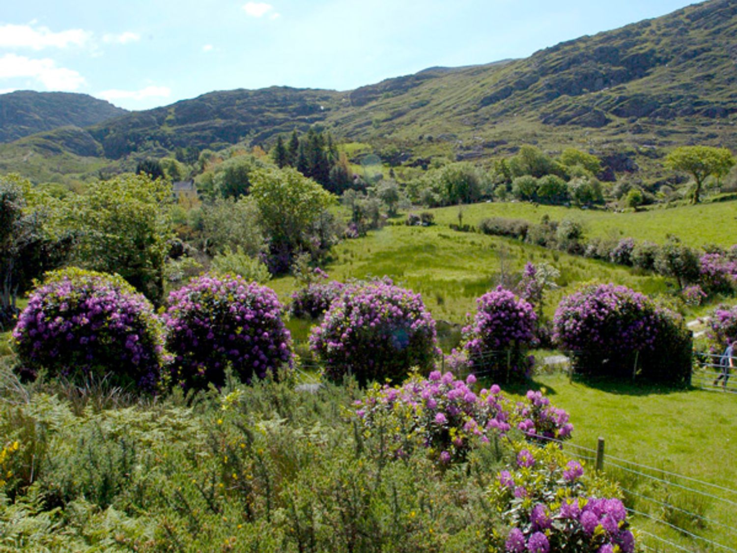 Fehanaugh Cottage, Ireland