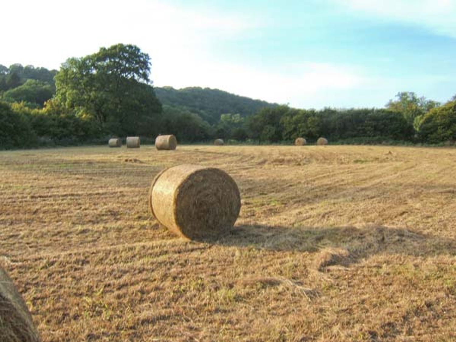 Primrose Cottage, Devon