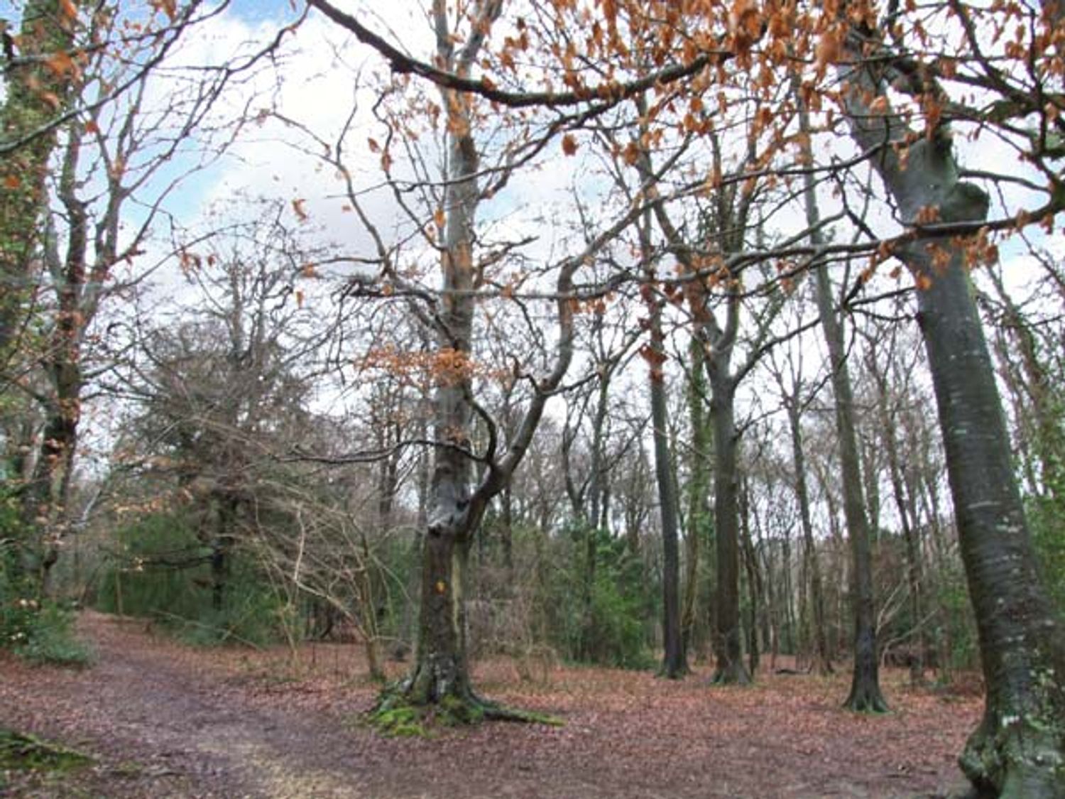 Beeches Studio, Cotswolds