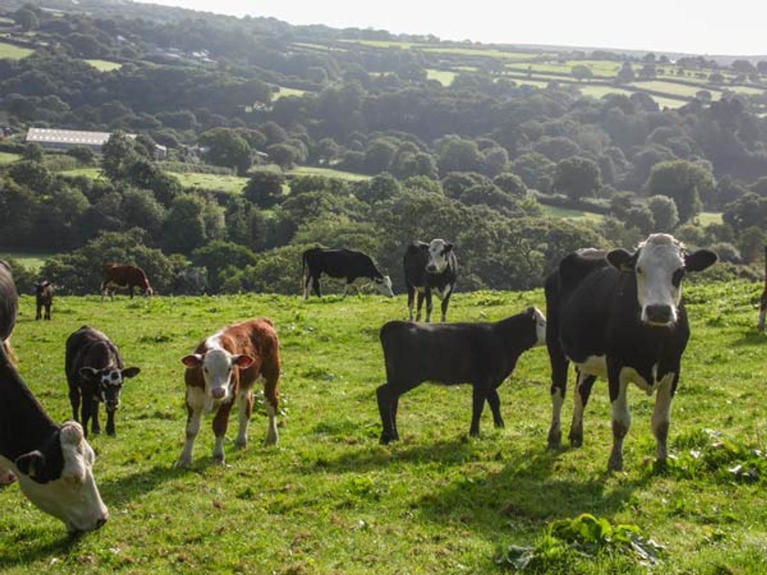 Bulls Cottage, Cornwall