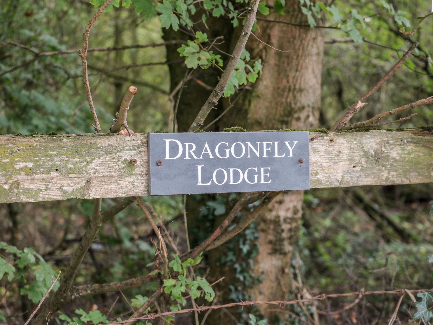Dragonfly Lodge, Norfolk