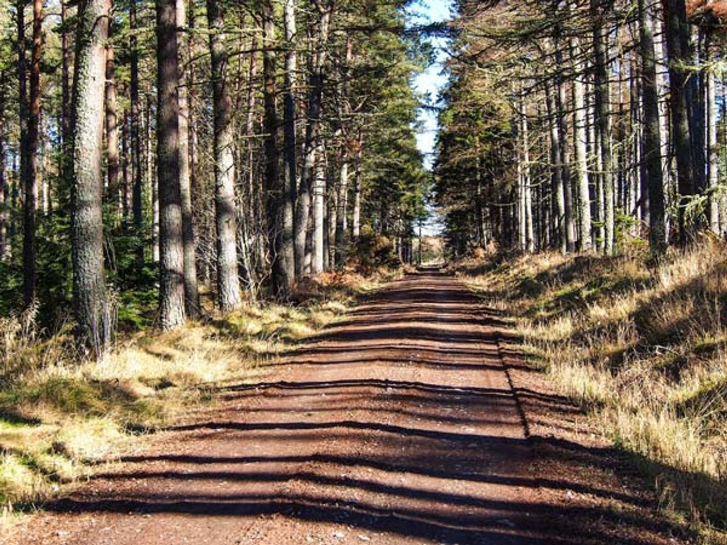 Pine Lodge, Culbokie