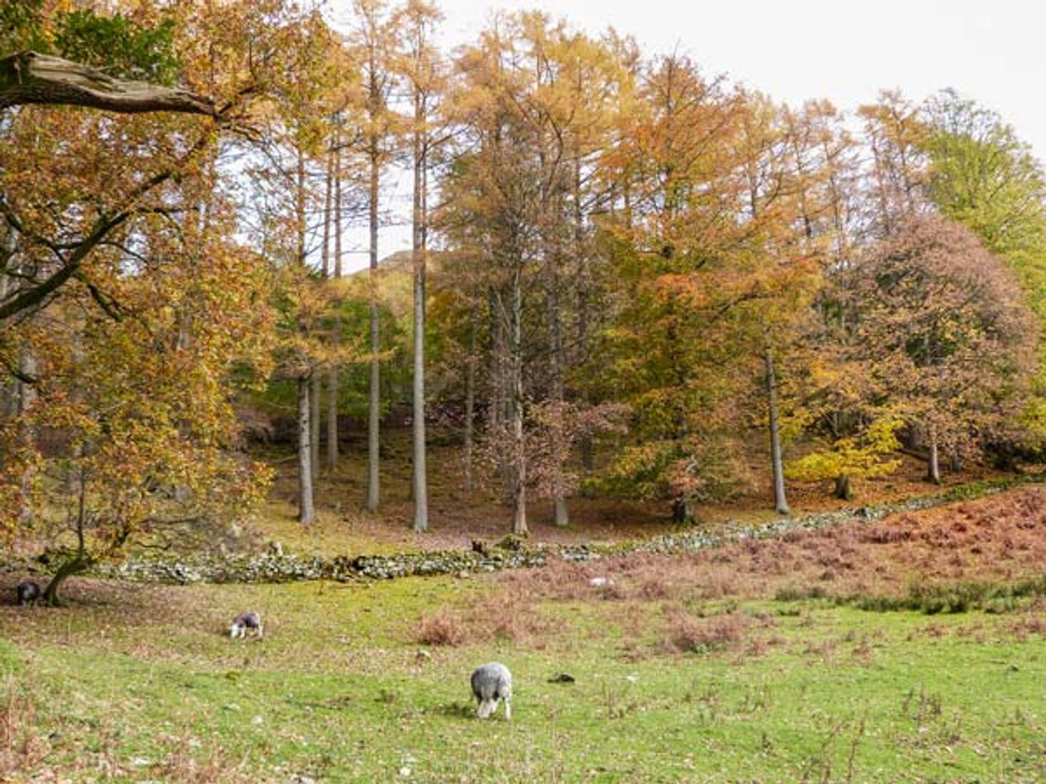 Yew - Woodland Cottages, Bowness-on-windermere