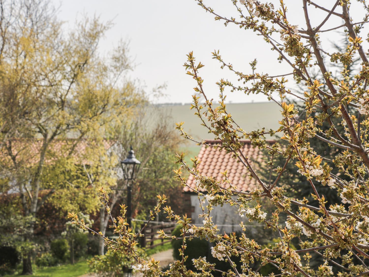 Amari, Yorkshire