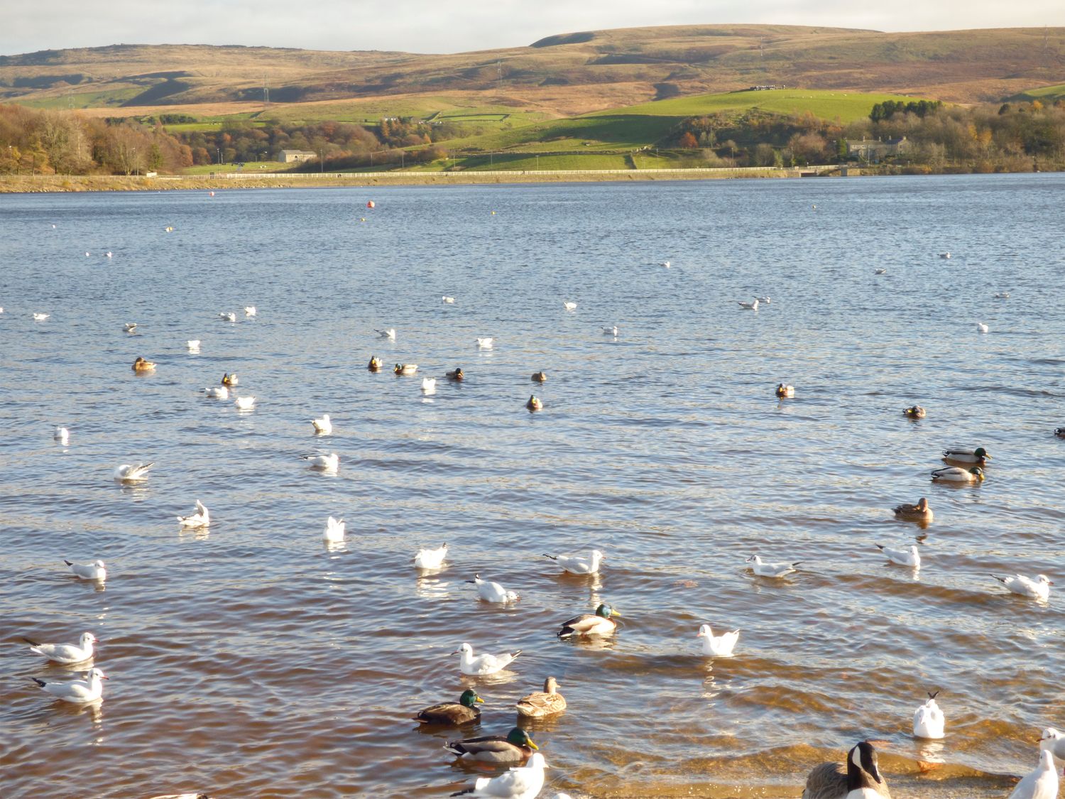 Cottongrass Cottage, Greater Manchester