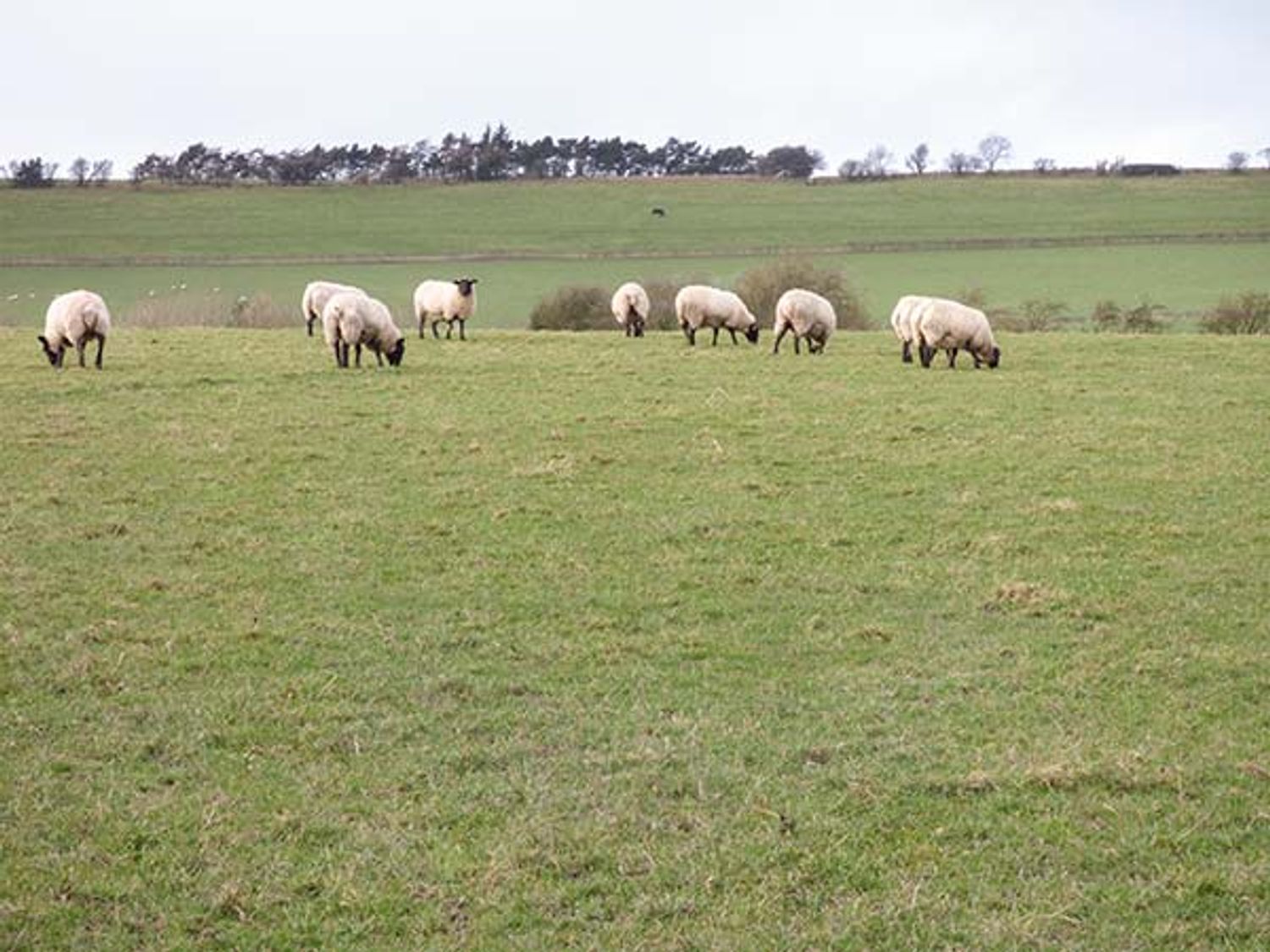 Little Homefield, Shropshire