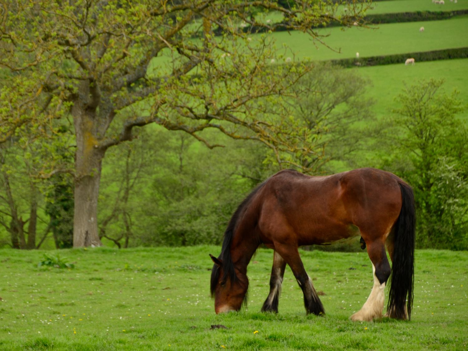 The Shire Hut, North Wales
