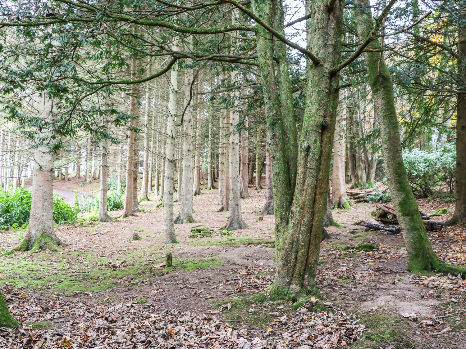 6 Pine Lodge, Scottish Borders