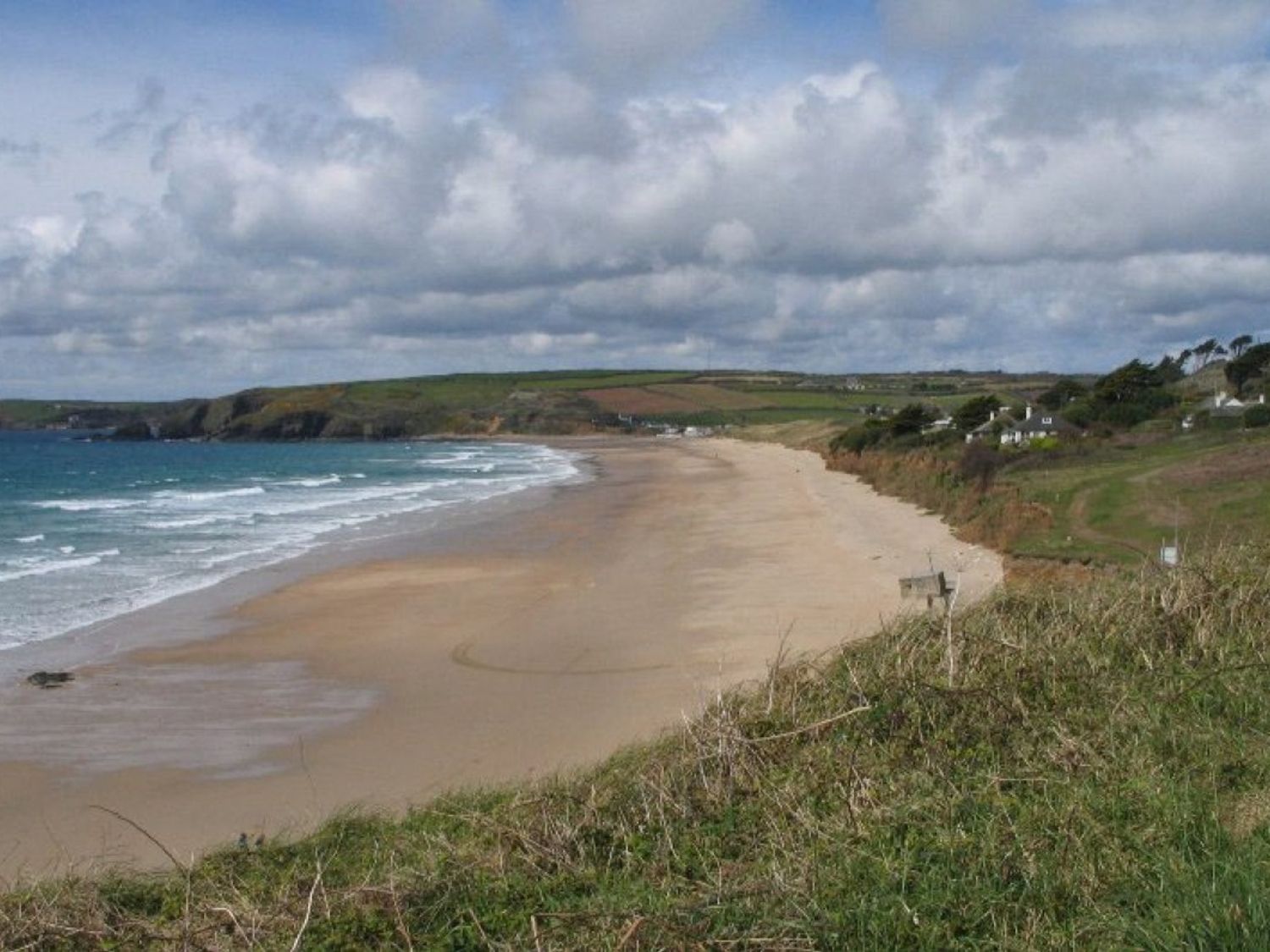 Little Palm Trees, Cornwall