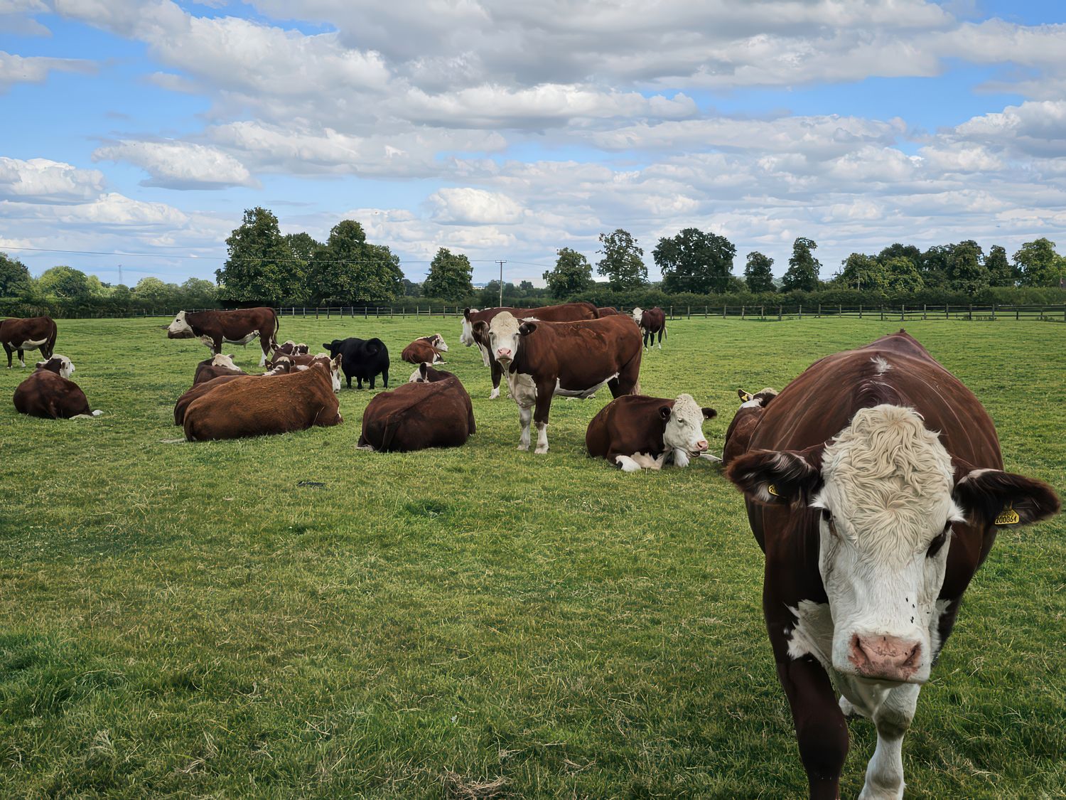 The Creamery in Wychnor, Alrewas, Staffordshire. Countryside. Barbecue. Smart TV. Woodburning stove.