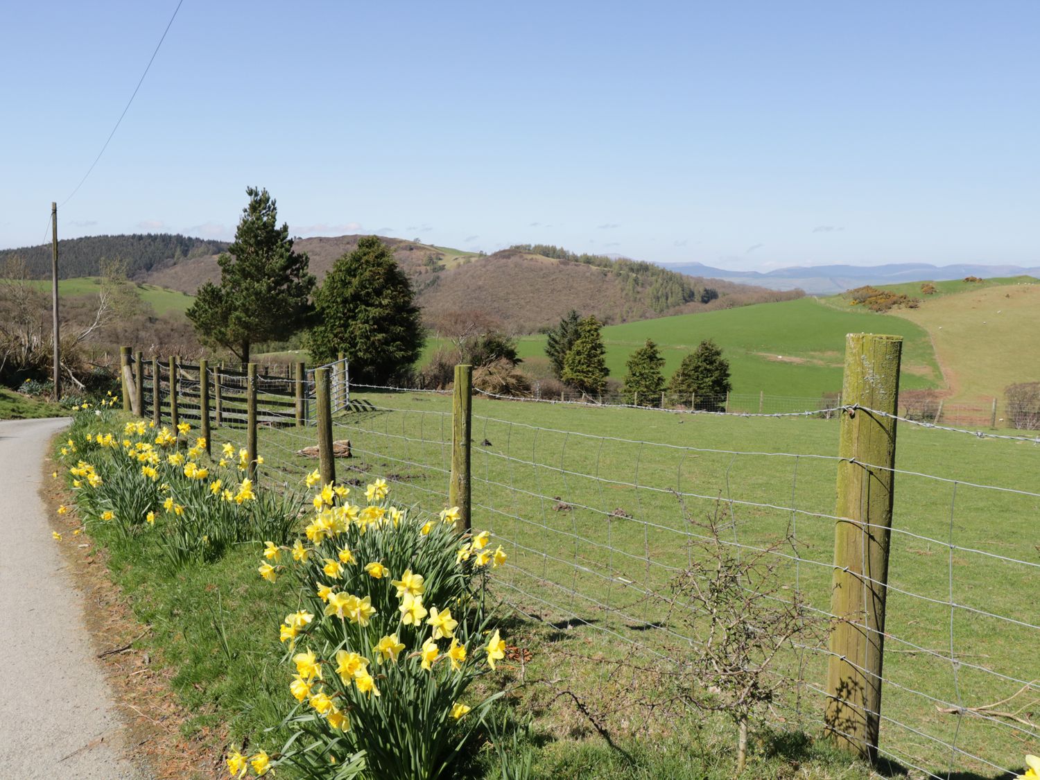 Y Daflod, Machynlleth