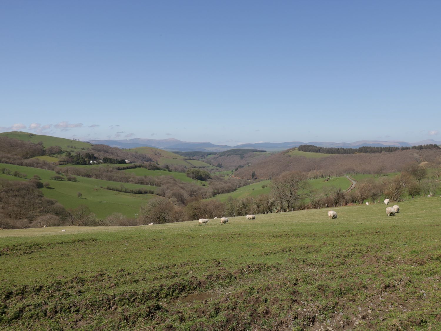 Y Daflod, Machynlleth