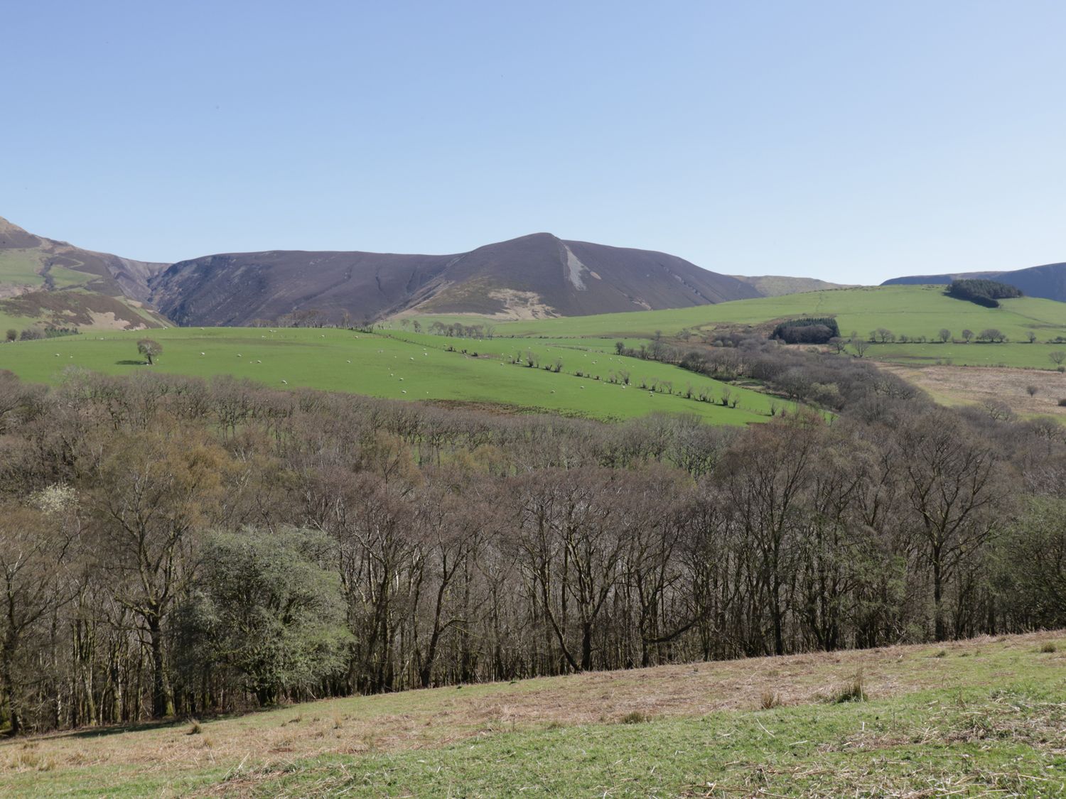 Y Daflod, Machynlleth