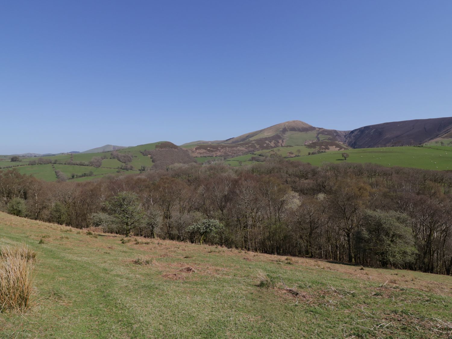 Y Daflod, Machynlleth