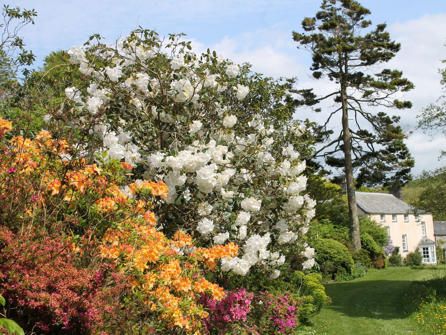 Tom, Cornwall