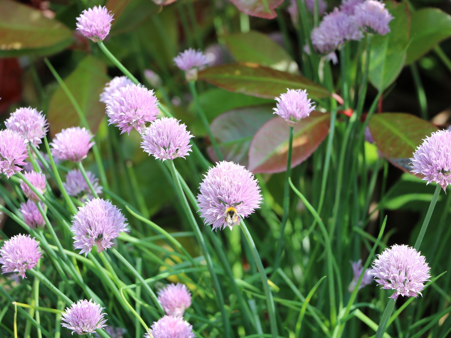 Brook Lodge, Penrhiwllan
