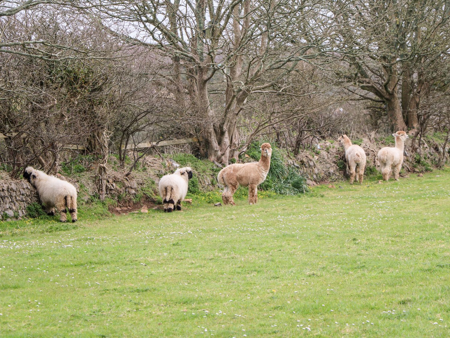 Woolly Welcome, Cornwall