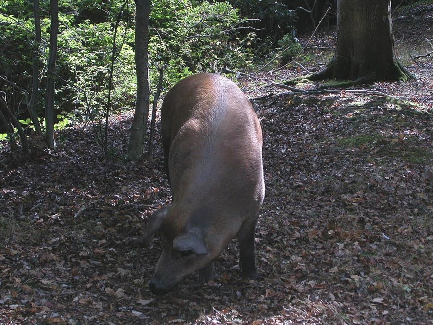 Morningside, Hampshire
