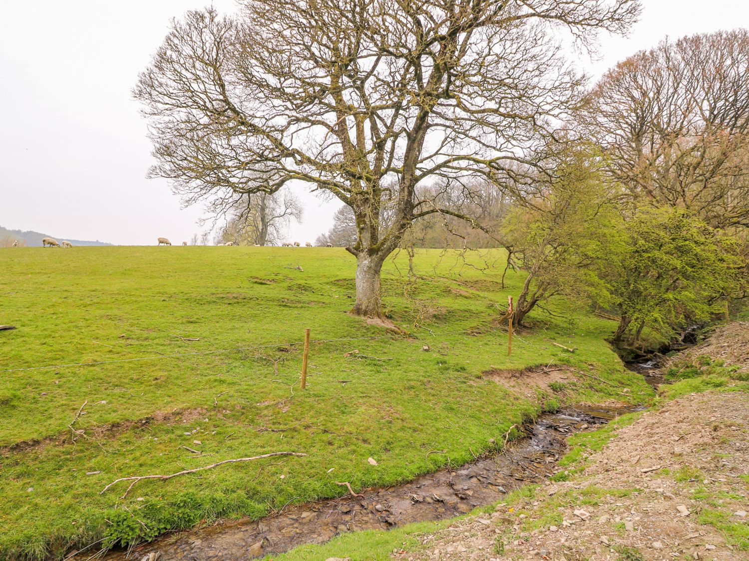 Pines Pitch, Powys 