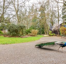 A peacock walking on a paved path near grass shrubs trees and wooden buildings at Woodpeckers in Willand