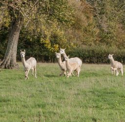 Five alpacas standing on a grassy field with trees and a wooden shelter in the background at Phoenix House in Castlemorton