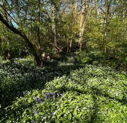 A forest area with bluebells and wild garlic in Keepers Cottage, West Knoyle