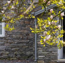Stone wall of a house with a window and an open door with flowering branches in front at Grassholme Hawkshead