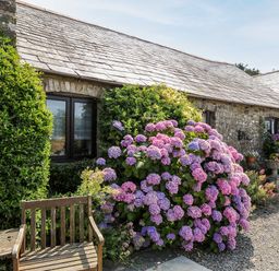A stone cottage exterior with a wooden bench and flowering hydrangea bushes at Coach House Cottage in Bude