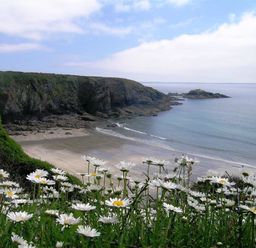 A coastal view with a sandy beach rocky cliffs and white flowers in the foreground at Tremynydd Fawr in St Davids Pembrokeshire