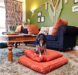 A living room with a dog on cushions at The Coach House, The Grove