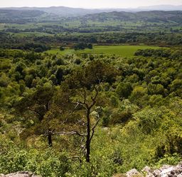A landscape with dense forest and distant hills at Tipsy Gin Cottage in Crosthwaite