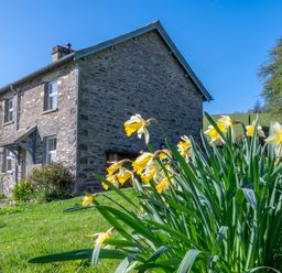 A stone house with daffodils in the foreground and a grassy field at Eel House Cottage in Graythwaite Estate near Hawkshead