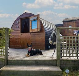 A wooden cabin with a dog on the deck at Embden Pod at Banwy Glamping Llanfair Caereinion