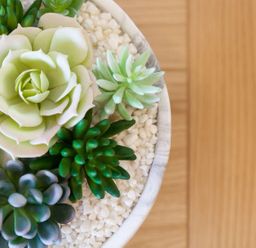 A close up of a white pot with various succulents and small white pebbles on a wooden surface at Atlantis in St Ives