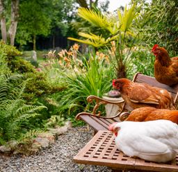 Four chickens sitting on a wooden bench in a garden with lush greenery and flowers at Ash Cottage in Warbstow