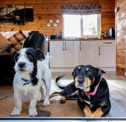 Two dogs on a doormat in a living room at Stag Lodge Pod in Llanfair Caereinion