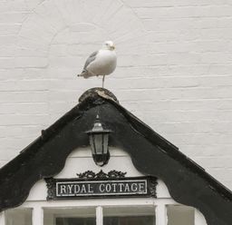 A seagull standing on a black roof above a sign that reads Rydal Cottage