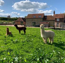 A green field with three alpacas in front of stone and brick buildings under a blue sky at Swallows Nest in Puxey near Sturminster Newton