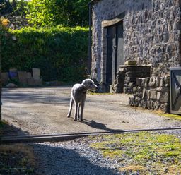 A dog standing on a gravel path near a stone wall at Carrows Stable in Morwenstow
