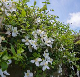 Green leafy plant with white flowers under blue sky at Hazelhurst in Rock