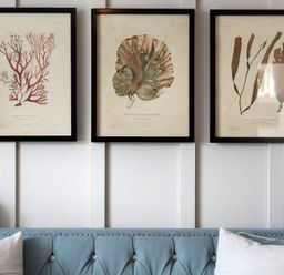 Three framed botanical prints hanging above a blue tufted sofa with pillows at Albany in Port Isaac