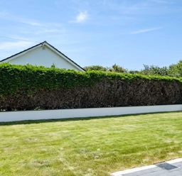 A backyard with green grass a trimmed hedge a white wall and part of a house roof visible at Artemis in Rock